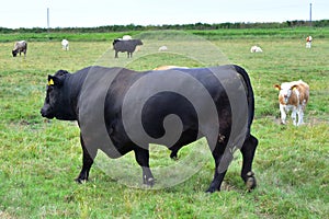 Bull and cows, Cley-next-the-Sea, Norfolk, England