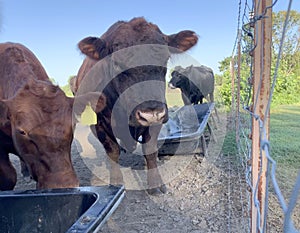 Bull and cows at the feed trough near the fece, closeup