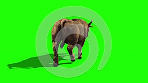 Bull Dark Hair Walkcycle Back Green Screen 3D Rendering Loop