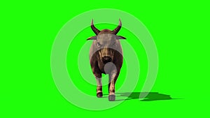 Bull Dark Hair Walkcycle Front Green Screen 3D Rendering Loop