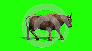 Bull Dark Hair Walkcycle Side Green Screen 3D Rendering Loop