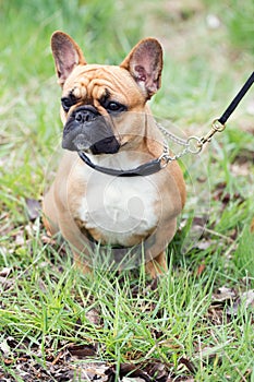 Bull dog puppy portrait