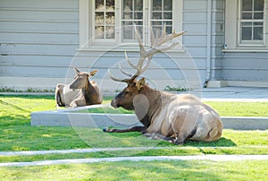 Bull and Dow Elks Resting