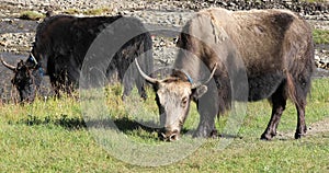 Bull eating grass