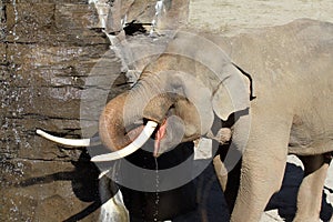 Bull Elephant