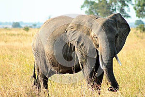 Bull Elephant