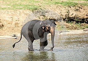 Bull elephant