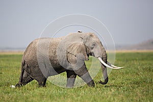 A Bull Elephant in Amboseli, Kenya