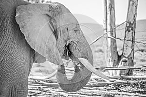 Bull elephant eating