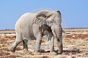 Bull Elephant in the Etosha National Park in Namibia, Africa