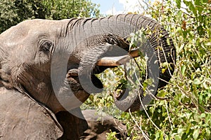 Bull elephant feeding