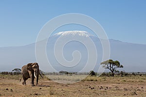 Bull Elephant with Kilimanjaro in background, Amboseli, Kenya