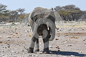 Bull elephant loxodonta africana