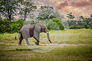 Bull elephant, loxodonta africana