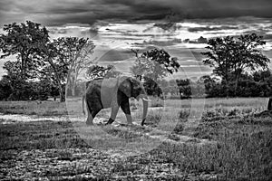 Bull elephant, loxodonta africana