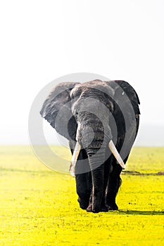 Bull elephant, loxodonta africana, in the grasslands of Amboseli National Park, Kenya