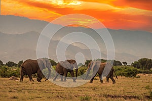 Bull elephant, loxodonta africana