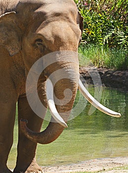 Bull Elephant