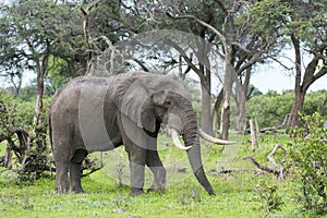 A Bull elephant with massive tusks photo