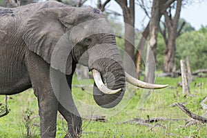 A Bull elephant with massive tusks photo