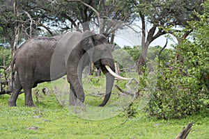 A Bull elephant with massive tusks