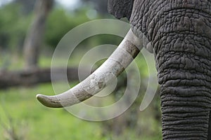 A Bull elephant with massive tusks photo