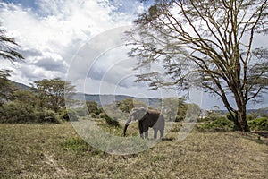 Bull Elephant at Ngorongoro national park