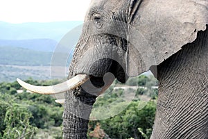 Bull Elephant Potrait