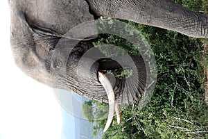 Bull Elephant Potrait