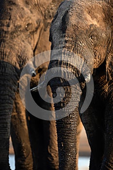 Bull Elephant's portrait in golden afternoon light, Etosha National Park, Namibia. photo