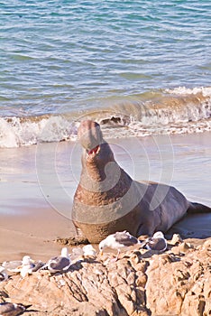 A bull elephant seal baying at sea gulls on a sandy California beach