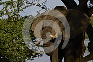 Bull Elephant in South Luangwa National Park, Zambia