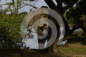 Bull Elephant in South Luangwa National Park, Zambia