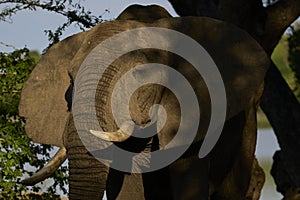 Bull Elephant in South Luangwa National Park, Zambia