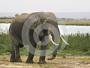 Bull elephant standing near a marsh at amboseli