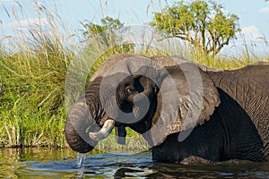 Bull elephant standing in a shallow body of water in Okavango Delta, Botswana