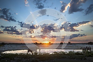 Bull elephant at sunset