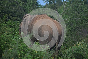 Bull Elephant at Udawalawe National Park, Sri Lanka