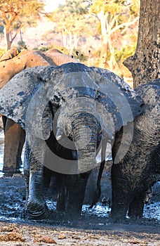 Bull elephant at waterhole