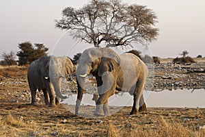 Bull elephants at waterhole, Etosha, Namibia