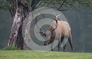 Bull Elk