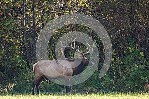 Bull Elk