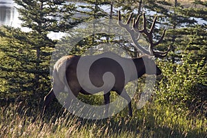 Bull Elk