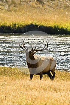 Bull Elk