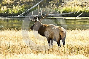 Bull Elk