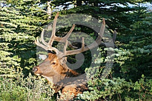 Bull Elk