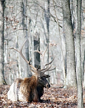 Bull ELK