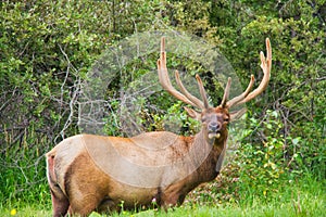 A Bull Elk