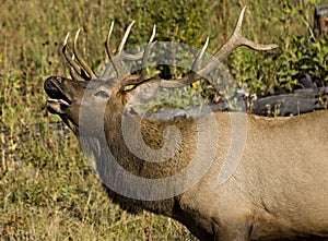 Bull Elk