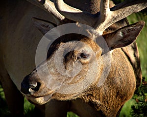 Bull elk